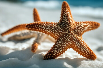 white isolated Caribbean starfish background underwater sea red icon orange crustacean object food creature ving fish scuba symbol reef