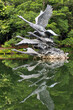 Statue of swans and its reflection in the lake at Singapore's Botanical Garden