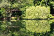 Reflection of green scenery on the Swan Lake in Singapore Botanic Gardens
