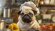 Chef pug in a chefs hat and apron cooking in a mini kitchen