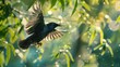 Composite shot of flying starling coming into land with worm in beak AI generated
