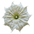 Datura flower isolated on transparent background