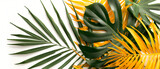 Fototapeta Big Ben - Monstera delicious and yellow palm tropical leaves 