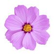 Watercolor cosmos flower isolated on transparent background. vector illustration.