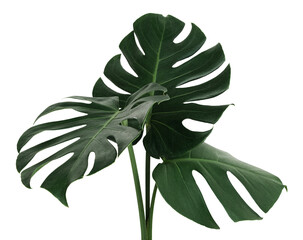  Split leaf philodendron, monstera plant element transparent png
