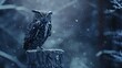 snowy owl in the night