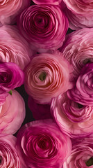 Wall Mural - beautiful pink ranunculus flowers as a background, top view