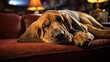 Bloodhound dog peacefully asleep on a plush and cozy sofa