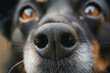 Close up dog nose, selective focus