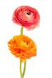Colorful ranunculus flower transparent png