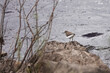A Common Sandpiper (Actitis hypoleucos) by a lake