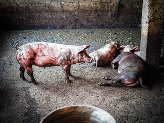 Wall Mural - Masses Breeder pig with dirty body, Many Pig's body.Big pig on a farm in a pigsty, young big crowd domestic pig at animal farm indoors