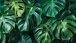 Set of Tropical natural green monstrea leaves, nature cut out
