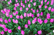 Close up Dutch flowering growing double early tulip variety called Light Pink Prince seen from the top to the ground