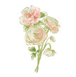 Oil painting abstract bouquet of rose and ranunculus. Hand painted floral composition isolated on white background. Holiday Illustration for design, print, fabric or background.