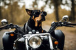 dog motorcycle hasty vacation driver wheel fast hat helmet missy jack russell supply roller engine delivery bike lady italian vacationer scooter red terrier va