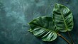 The natural elegance of Philodendron leaves.