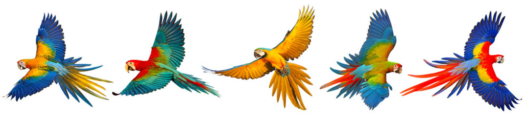 Wall Mural - Set of macaw parrots isolated on transparent background png file