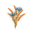 Ears of ripe wheat and blue cornflowers. A bouquet, a composition of spikelets of grain and field ears of corn. Wheat isolated on white background. Design for sticker, label, postcard.
