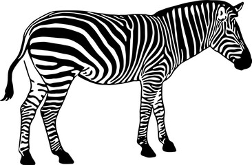 Wall Mural - Illustration vector of Zebra animal silhouette for animal day