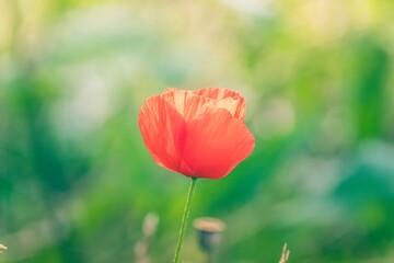 Sticker - red poppy in the field