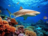 Fototapeta Desenie - Coral reef with fish and shark in the Red Sea. Egypt