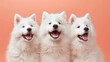 three happy white samoyed dogs on a pastel peach colored background