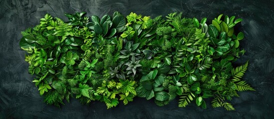 Canvas Print - Artistic arrangement created from green foliage. Top view. Theme inspired by nature.