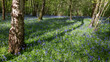 Bluebells flowering in springtime in a wood in East Sussex