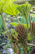 Brazilian Giant Rhubarb, Gunnera manicata,  conical branched panicle growing in springtime in East Sussex