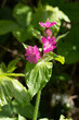 Red Campion, Silene dioica,  growing in springtime in Surrey