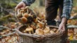 A forager collecting fresh porcini mushrooms in a wooded area, illustrating the thrill of hunting for these delectable treasures in the wild.