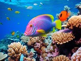 Fototapeta Desenie - Colorful and beautiful underwater world with corals and tropical fish.