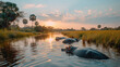 Hippoposits swim in the lake. Sunset in Kenya. A herd of hippos is torn against the background of sunset. Animals of the National Park in Africa.