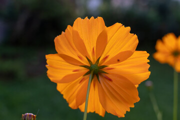 Wall Mural - orange flower in the garden