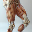 Medical illustration of a human knee,