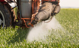 Fototapeta Panele - Tractor spraying pesticides wheat field.
