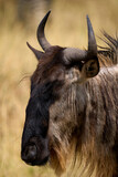 Fototapeta Młodzieżowe - Profile close-up of a blue wildebeest in the savannah