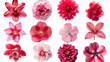 Collection of various red flowery designs on white background