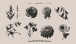 Set of flowers stipple effect. Chamomile, bell flower, chrysanthemum, clover, lavender collection with grunge noise  texture. Vector illustration