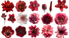 Collection Of Various Red Flowery Designs On White Background