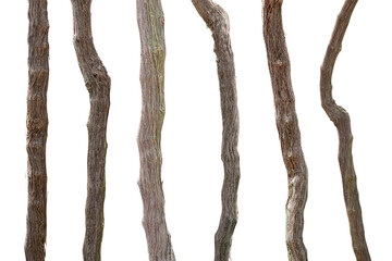 Wall Mural - collection of branches grapevine isolated on transparent background. png file