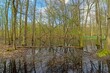Picture in a marshy forest in spring