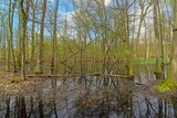 Fototapeta Sawanna - Picture in a marshy forest in spring
