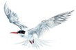 A beautiful painting of a white bird with a striking red beak. Perfect for nature lovers and bird enthusiasts