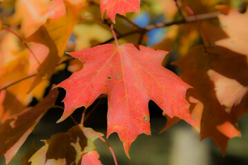 red maple leaf