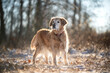 old golden retriever standing int he middle of a forest