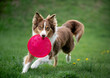 border collie dog running with frisbee