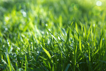 Wall Mural - Bright green juicy grass on a blurry background. Soft focus.