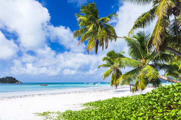 Wall Mural - Empty beach view with coconut palm trees and white sand under blue sky
